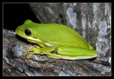 Фото Квакша Зеленая Каролинская, или Пастушья Квакша Hyla cinerea  (photo#120977)