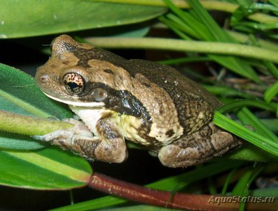 Фото Квакша жабовидная пузырчатая, краснопятнистая Phrynohyas venulosa  (photo#120980)