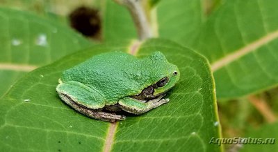 Фото Квакша изменчивая Hyla versicolor  (photo#120981)