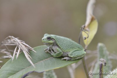 Фото Квакша изменчивая Hyla versicolor  (photo#120982)