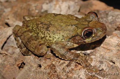 Фото Квакша карибская гигантская Osteopilus vastus  (photo#120988)