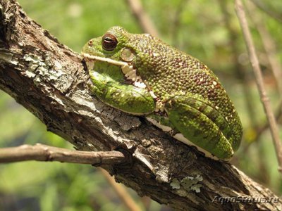 Фото Квакша стройная лающая Hyla gratiosa  (photo#121001)