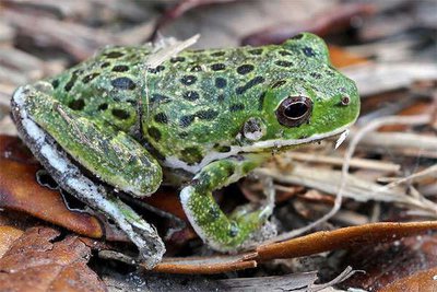 Фото Квакша стройная лающая Hyla gratiosa  (photo#121002)