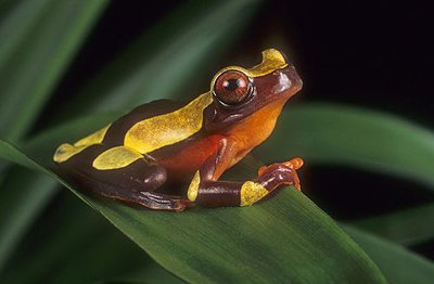 Фото Квакша-клоун Hyla leucophyllata South American Clown Tree Frog  (photo#121003)