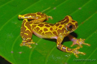 Фото Квакша-клоун Hyla leucophyllata South American Clown Tree Frog  (photo#121004)