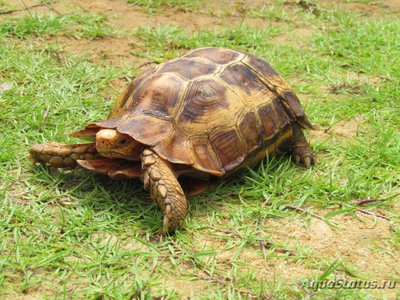 Фото Киникса лесная Хоума Kinixys homeana Forest Hingeback Tortoise  (photo#121014)