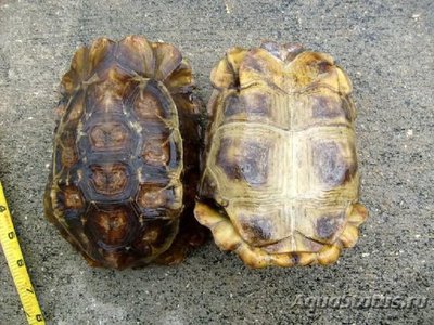 Фото Киникса лесная Хоума Kinixys homeana Forest Hingeback Tortoise  (photo#121015)