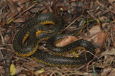 Фото Королевская Змея Великолепная Lampropeltis getula splendida  (photo#121034)