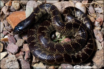 Фото Королевская Змея Великолепная Lampropeltis getula splendida  (photo#121035)