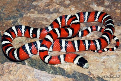 Фото Королевская змея горная Lampropeltis pyromelana  (photo#121037)