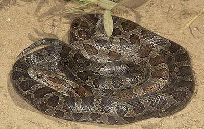 Фото Королевская змея красивобрюхая Lampropeltis calligaster  (photo#121038)