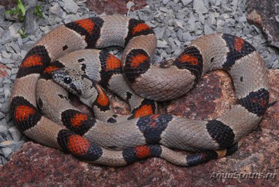 Фото Королевская змея красно-серая Lampropeltis alterna  (photo#121040)