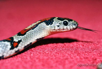 Фото Королевская змея мексиканская Lampropeltis mexicana  (photo#121042)