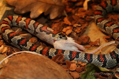 Фото Королевская змея мексиканская Lampropeltis mexicana  (photo#121043)