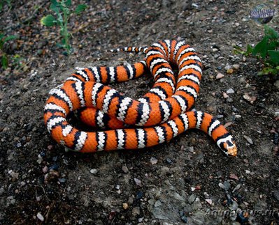 Фото Королевская змея узкополосая Lampropeltis zonata  (photo#121047)