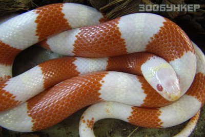 Фото Молочная змея Нельсона Lampropeltis triangulum nelson  (photo#121077)