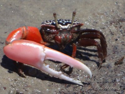 Фото Краб манящий ука Uca sp. commando crab  (photo#121083)