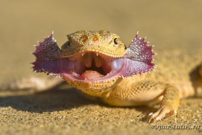 Фото Круглоголовка ушастая Phrynocephalus mystaceus  (photo#121137)