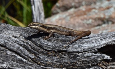 Фото Ктенотус Спальдинга Ctenotus spaldingi  (photo#121140)