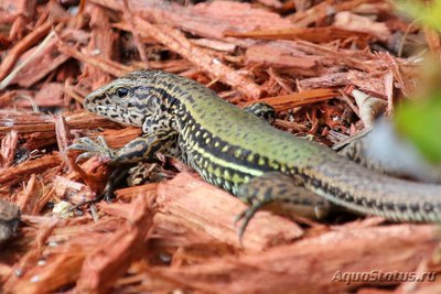 Фото Латастия длиннохвостая Latastia longicaudata Red Sand Ameiva  (photo#121146)