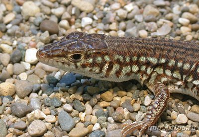 Фото Латастия длиннохвостая Latastia longicaudata Red Sand Ameiva  (photo#121147)