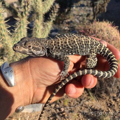 Фото Леопардовая ящерица гамбелия Gambelia wislizenii Leopard Lizard  (photo#121150)