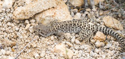 Фото Леопардовая ящерица гамбелия Gambelia wislizenii Leopard Lizard  (photo#121151)