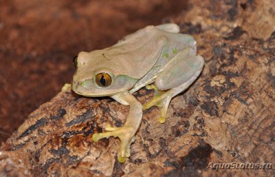 Фото Лептопелис желтопятнистый Leptopelis flavomaculatus  (photo#121156)