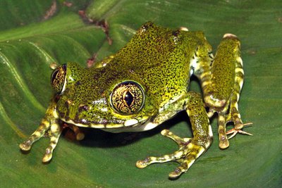 Фото Лептопелис танзанийский Leptopelis vermiculatus  (photo#121158)