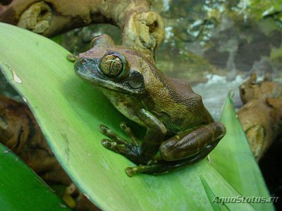 Фото Лептопелис танзанийский Leptopelis vermiculatus  (photo#121159)