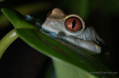 Фото Лептопелис улугурский Leptopelis uluguruensis  (photo#121160)