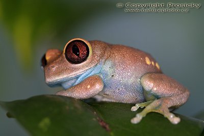 Фото Лептопелис улугурский Leptopelis uluguruensis  (photo#121161)