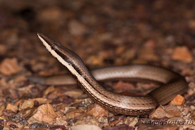 Фото Лиалис Бертона Lialis burtoni legless lizard  (photo#121171)