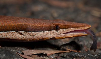 Фото Лиалис Бертона Lialis burtoni legless lizard  (photo#121172)