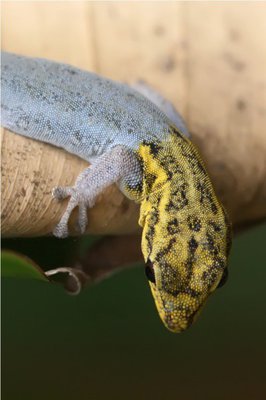 Фото Лигодактилюс желтоголовый Lygodactylus luteopicturatus  (photo#121173)