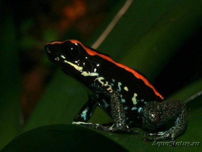 Фото Листолаз полосатый Phyllobates vittatus  (photo#121183)