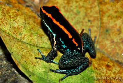 Фото Листолаз полосатый Phyllobates vittatus  (photo#121184)