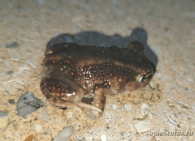 Фото Лопатоног восточный Scaphiopus holbrookii Eastern Spadefoot  (photo#121187)