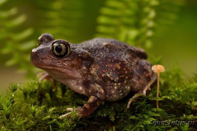 Фото Лопатоног восточный Scaphiopus holbrookii Eastern Spadefoot  (photo#121188)