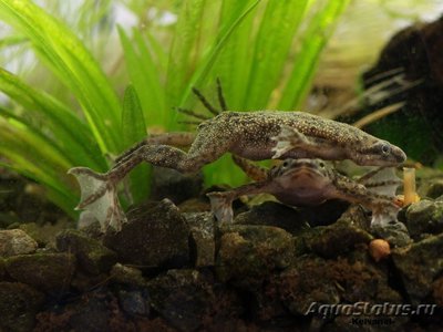 Фото Лягушка карликовая Hymenochirus boettgeri  (photo#121207)