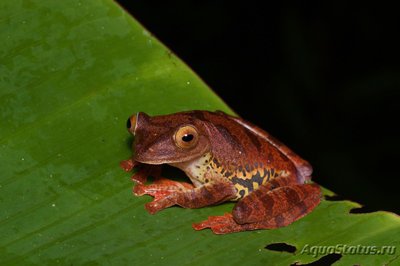 Фото Лягушка летающая крапчатая Rhacophorus prominanus Java Glying Tree Frog  (photo#121221)