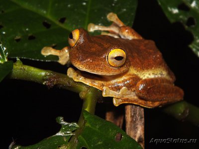 Фото Лягушка летающая крапчатая Rhacophorus prominanus Java Glying Tree Frog  (photo#121222)