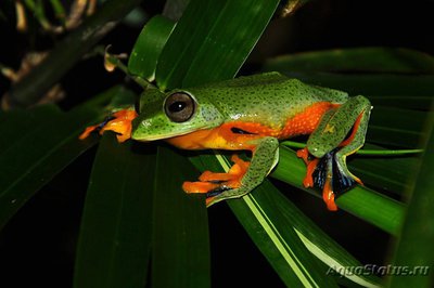 Фото Лягушка летающая Рейнвардта Rhacophorus reinwardtii blue feet tree frog  (photo#121223)