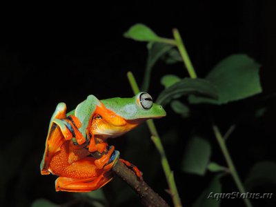 Фото Лягушка летающая Рейнвардта Rhacophorus reinwardtii blue feet tree frog  (photo#121224)