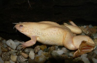 Фото Лягушка шпорцевая Xenopus laevis  (photo#121227)