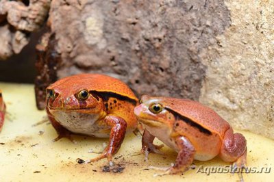 Фото Лягушка-помидор дискофус Гине Dyscophus guineti  (photo#121230)