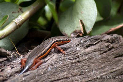 Фото Мабуя краснобокая Trachylepis perrotetii  (photo#121234)