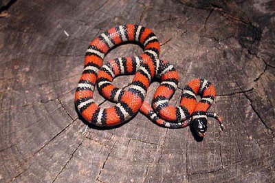 Фото Молочная змея Рутвена Lampropeltis ruthveni  (photo#121250)