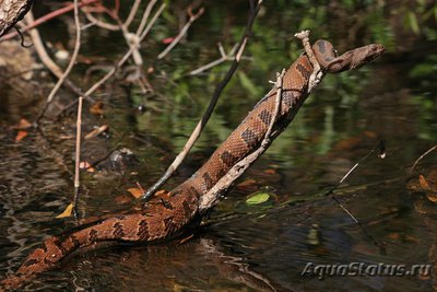 Фото Неродия коричневая Nerodia taxispilota  (photo#121256)