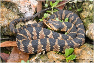 Фото Неродия полосатая Nerodia fasciata  (photo#121258)